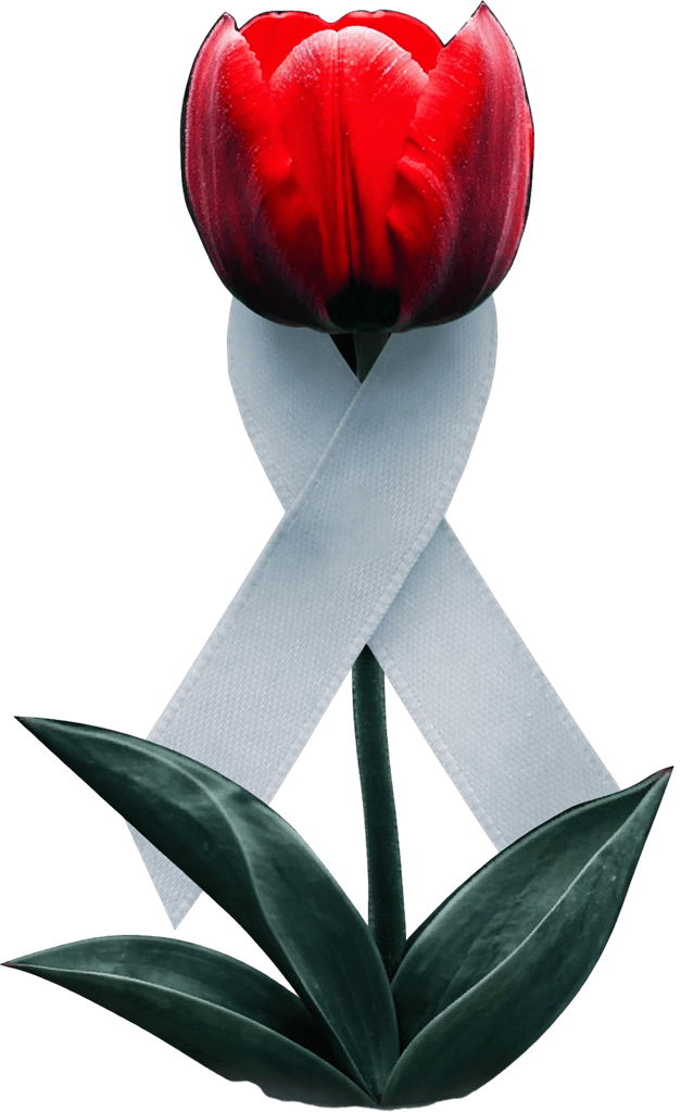 Red rose with a ribbon